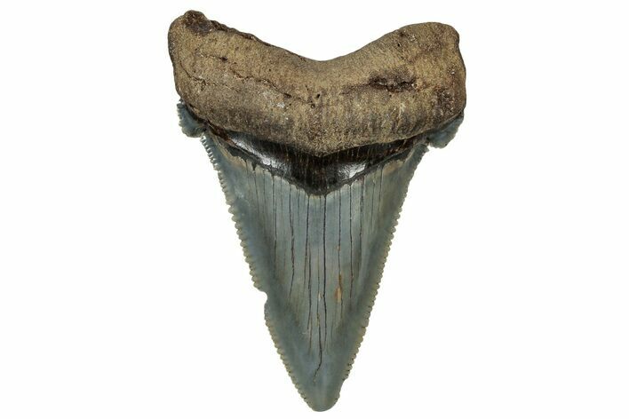Serrated Angustidens Tooth - Megalodon Ancestor #302039